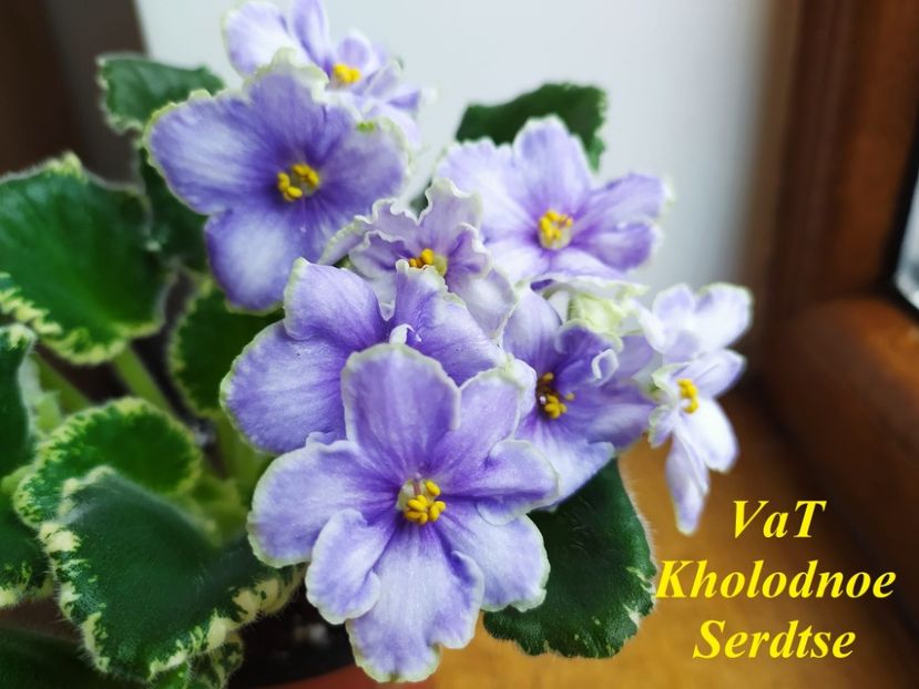  - 0 PUI VIOLETE DE COLECTIE 26 mai 2025