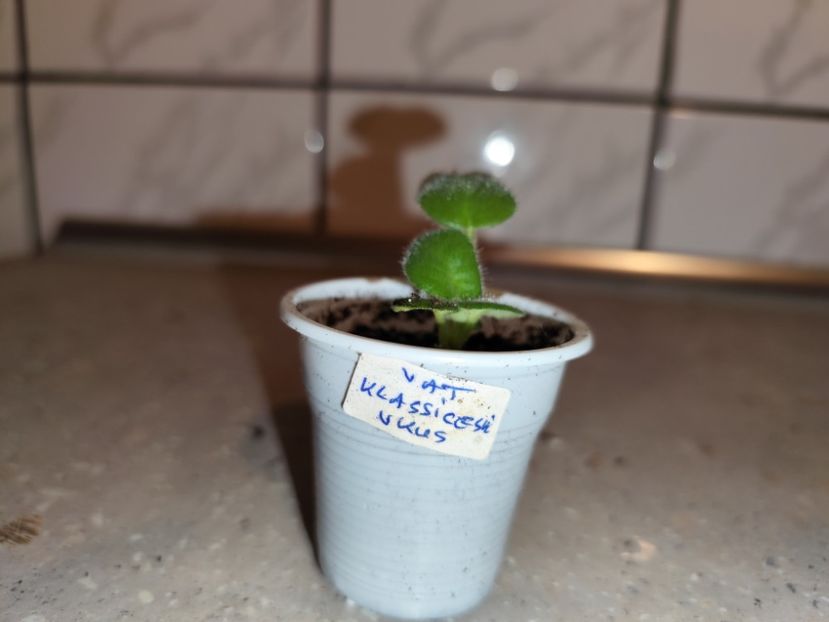 - 0 PUI VIOLETE DE COLECTIE 26 mai 2025