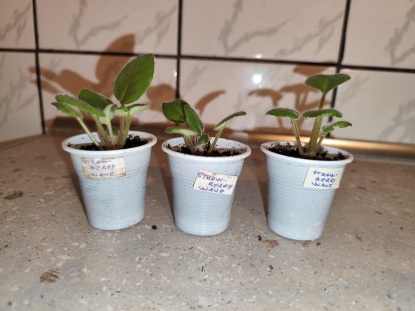  - 0 PUI VIOLETE DE COLECTIE 26 mai 2025