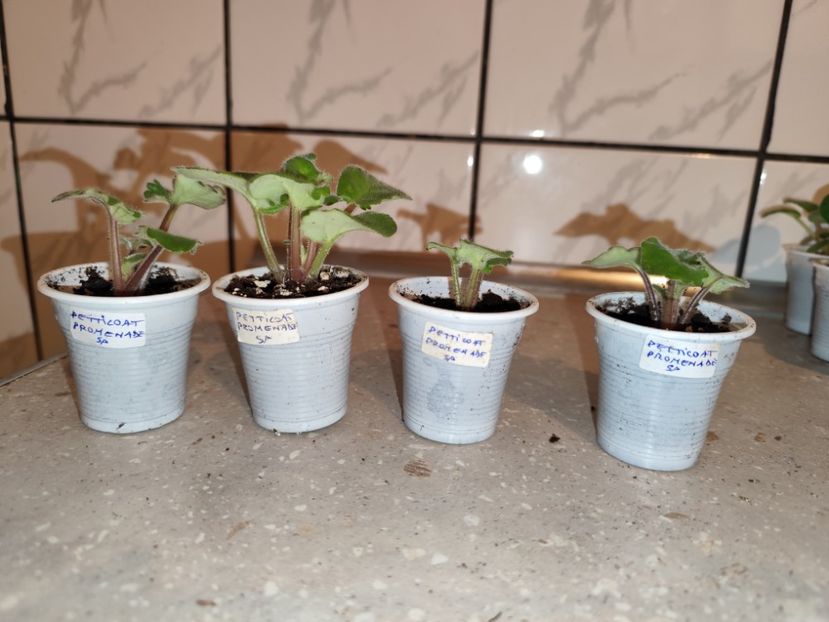  - 0 PUI VIOLETE DE COLECTIE 26 mai 2025
