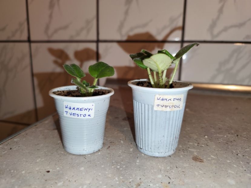  - 0 PUI VIOLETE DE COLECTIE 26 mai 2025