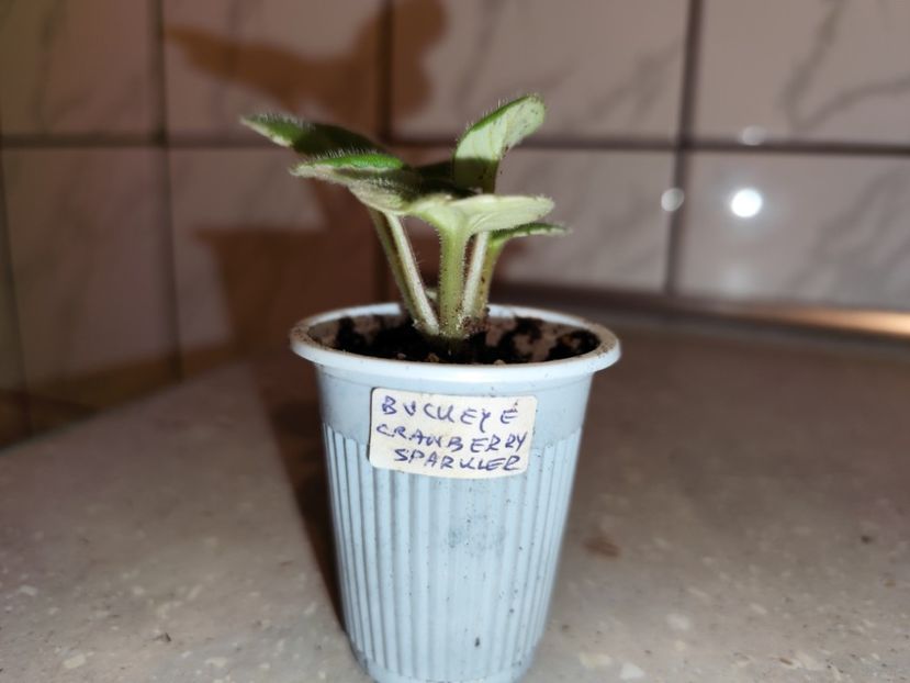  - 0 PUI VIOLETE DE COLECTIE 26 mai 2025
