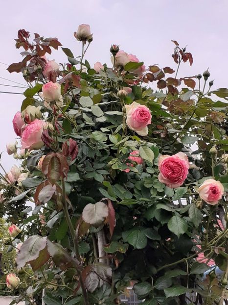  - Eden Rose 2024_ 2025