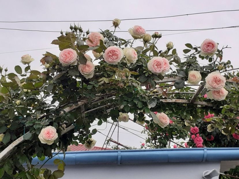  - Palais Royale 2022 - 2023-2024