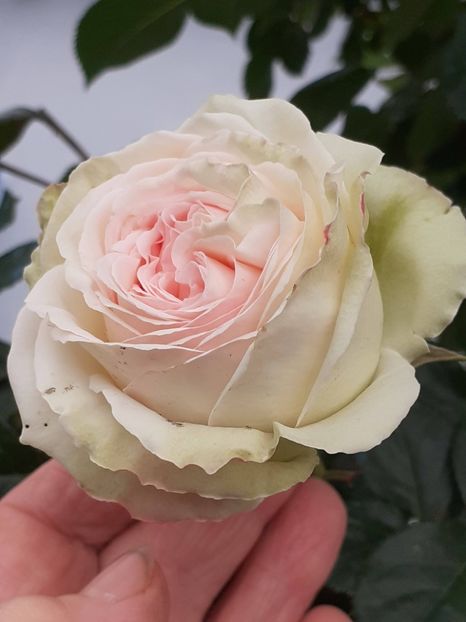  - Palais Royale 2022 - 2023-2024