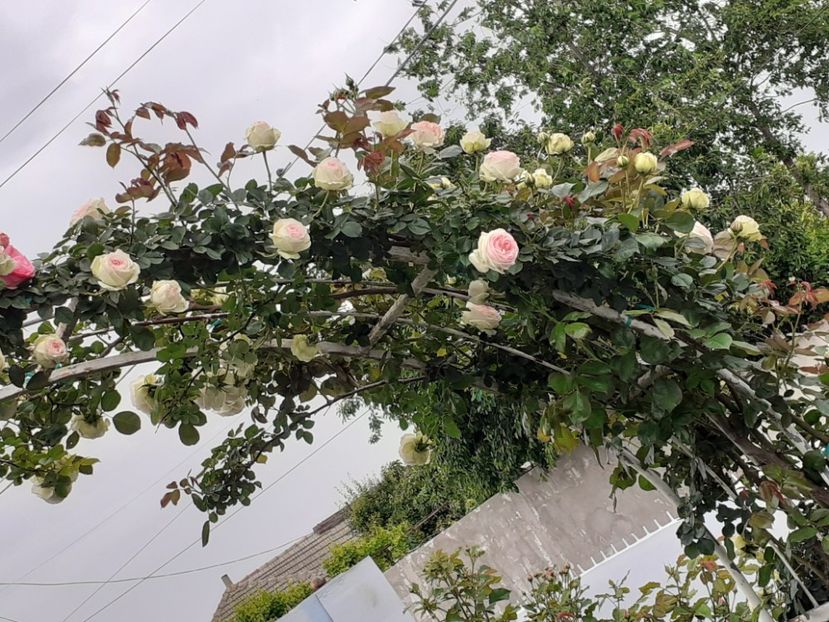  - Palais Royale 2022 - 2023-2024