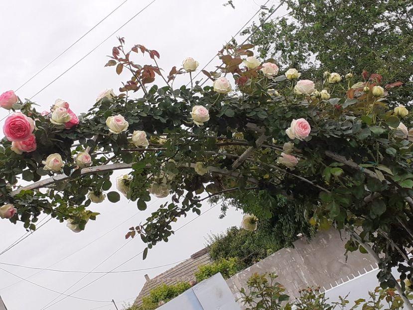  - Palais Royale 2022 - 2023-2024