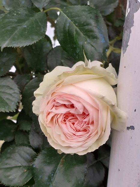  - Palais Royale 2022 - 2023-2024