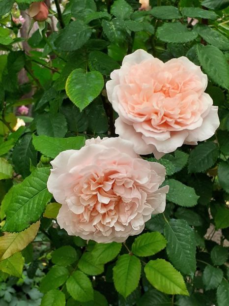 - Rose de Tolbiac