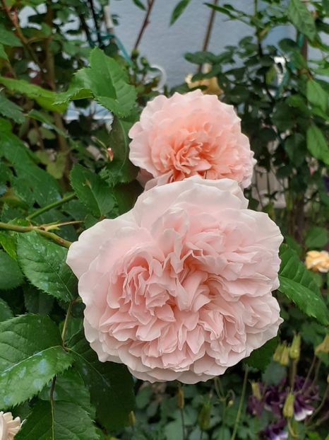  - Rose de Tolbiac