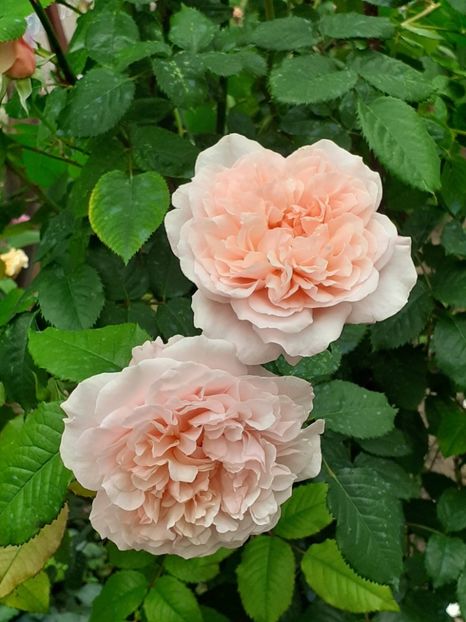  - Rose de Tolbiac