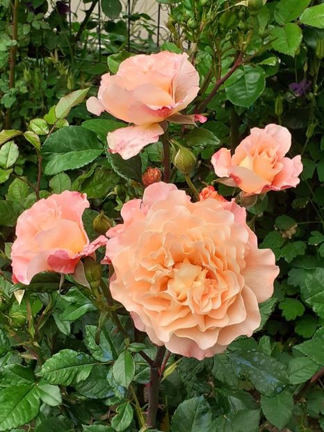  - Augusta Luise 2021