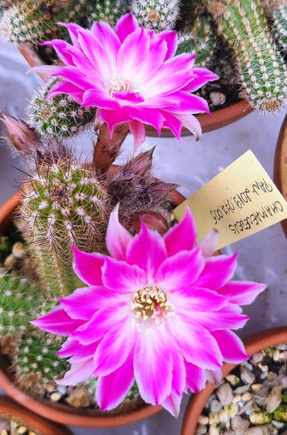 Chamaecereus Pan2019_077_005 - Chamaecereus Pan2019_077_005