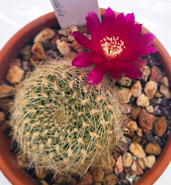 Sulcorebutia slabana - Sulcorebutia slabana