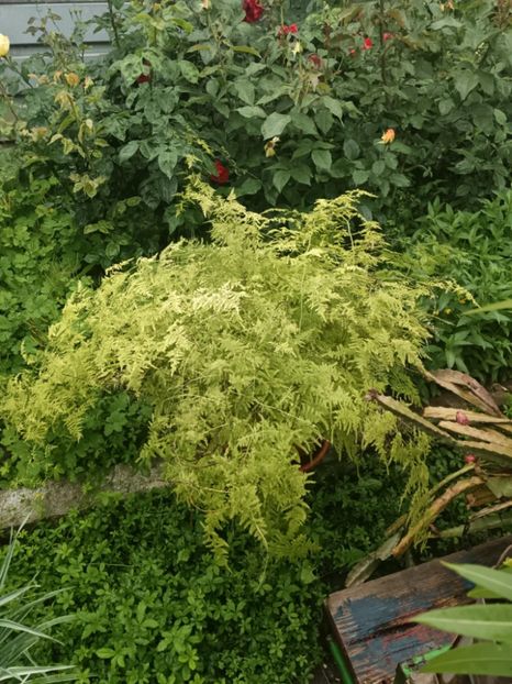 1A - Asparagus Setaceus