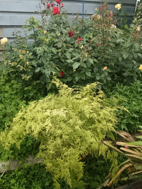 2A - Asparagus Setaceus