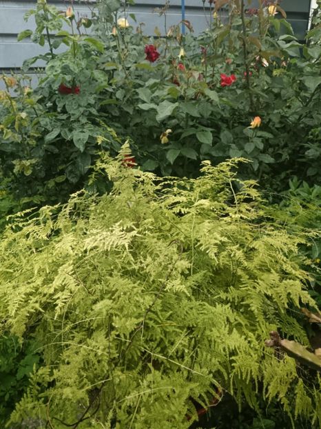 3A - Asparagus Setaceus