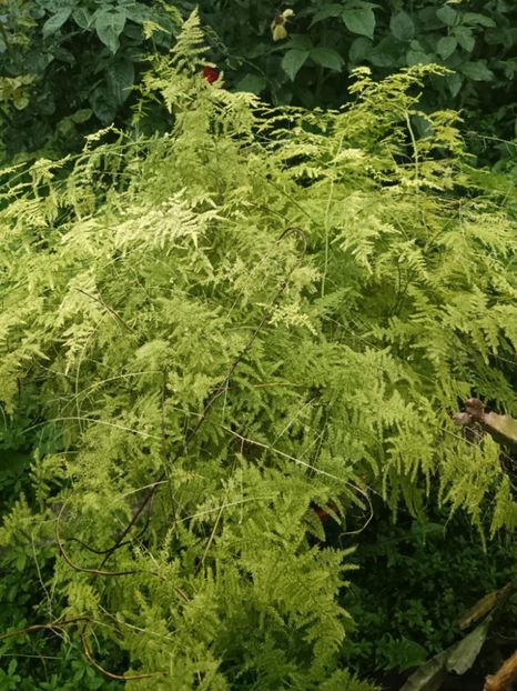 4A - Asparagus Setaceus