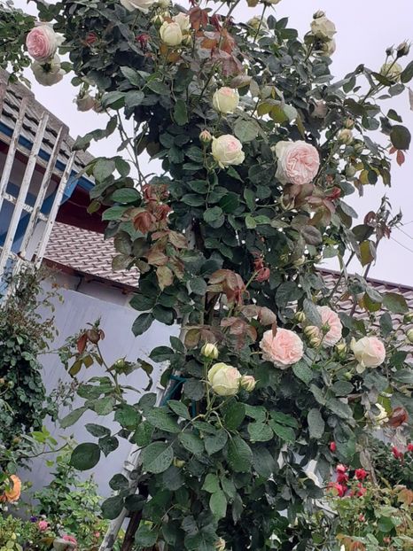  - Palais Royale 2022 - 2023-2024