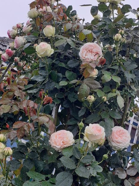  - Palais Royale 2022 - 2023-2024