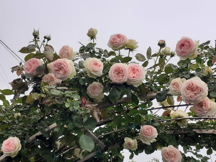  - Palais Royale 2022 - 2023-2024