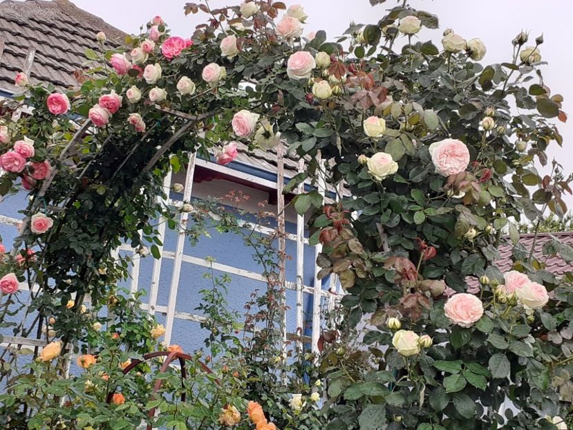  - Palais Royale 2022 - 2023-2024