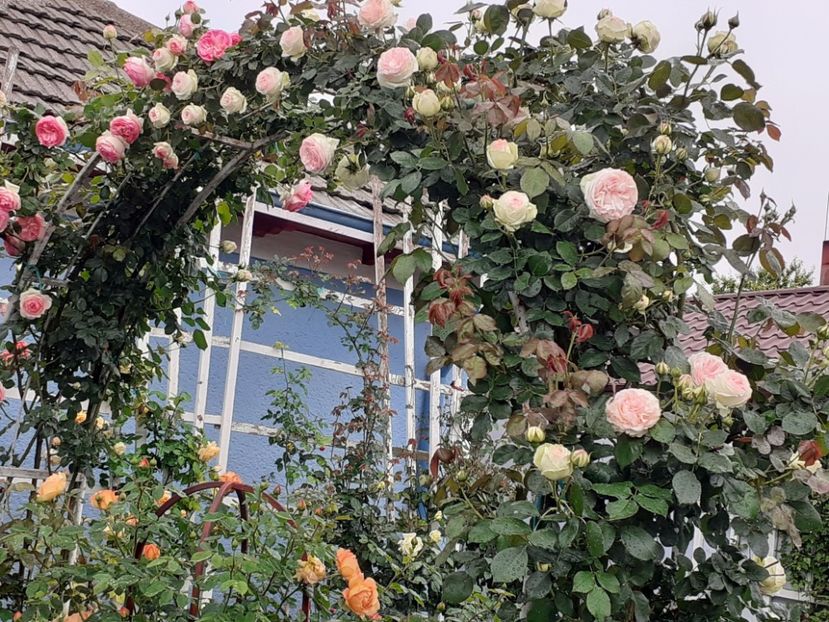  - Palais Royale 2022 - 2023-2024