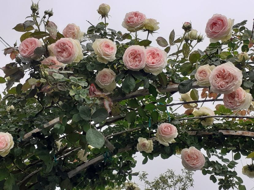  - Palais Royale 2022 - 2023-2024