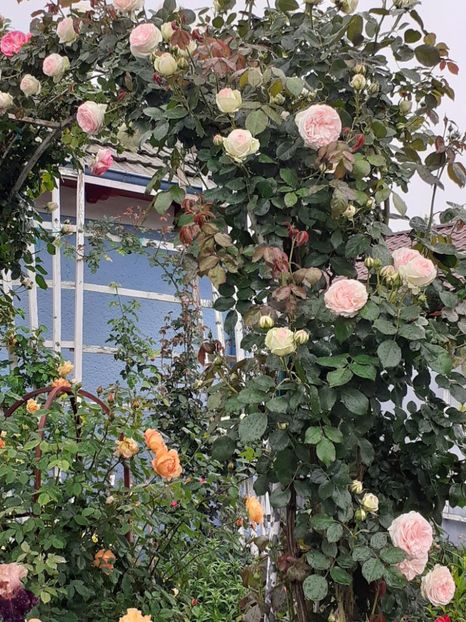  - Palais Royale 2022 - 2023-2024