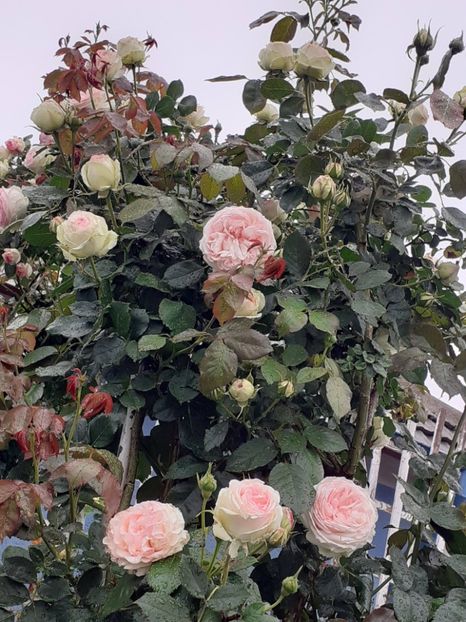  - Palais Royale 2022 - 2023-2024