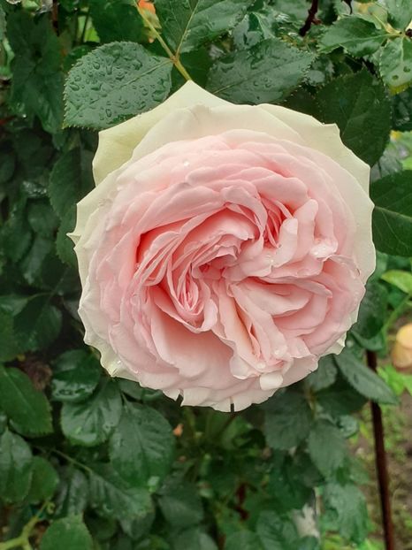  - Palais Royale 2022 - 2023-2024