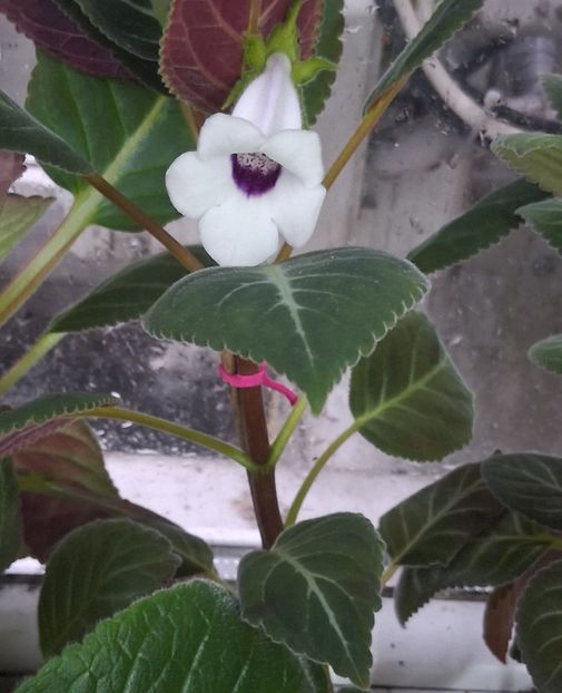 Sinningia Pedra Lisa - Sinningia