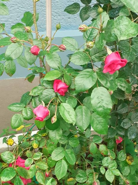  - LAGUNA - plantat în 2023