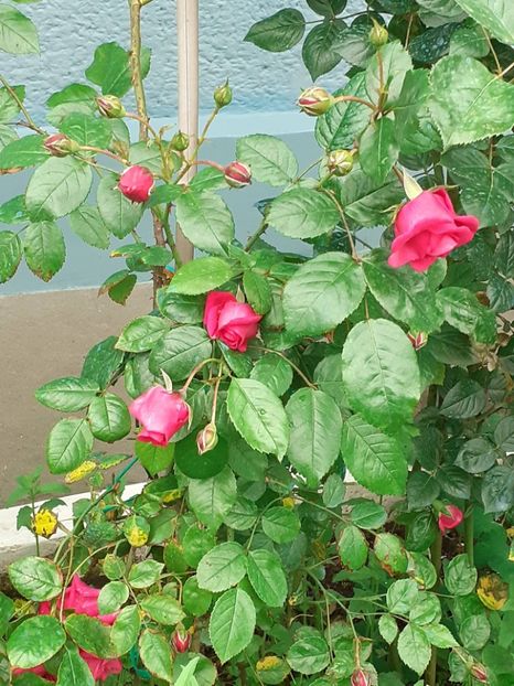  - LAGUNA - plantat în 2023