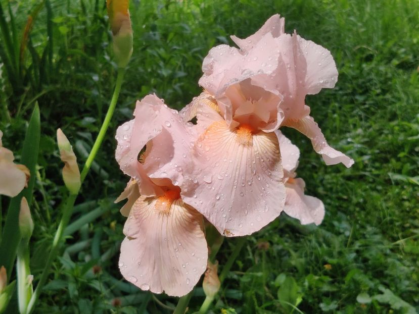 Edward of Windsor - Album 3