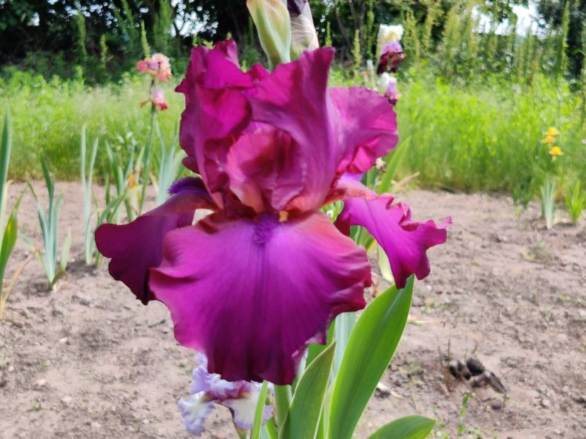 Gypsy romance - Album 3