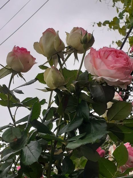  - Eden Rose 2024_ 2025