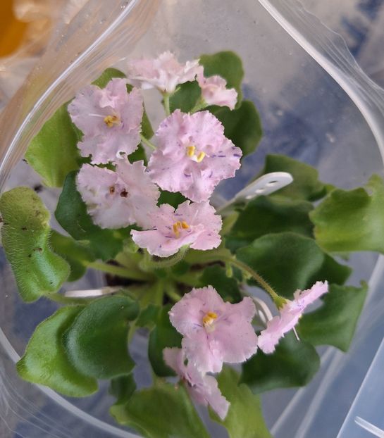  - IMP s Graffiti Party