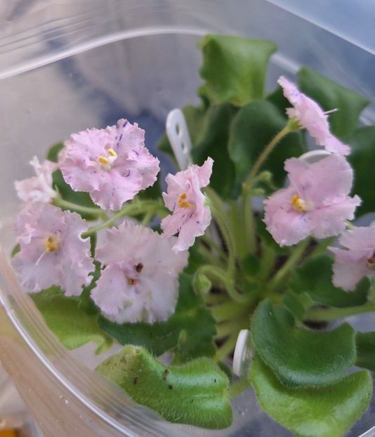  - IMP s Graffiti Party