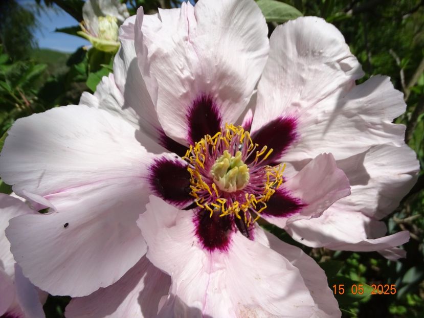 Fen He - Bujori 2025- 1