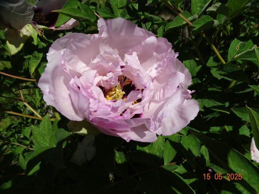 Fen He - Bujori 2025- 1