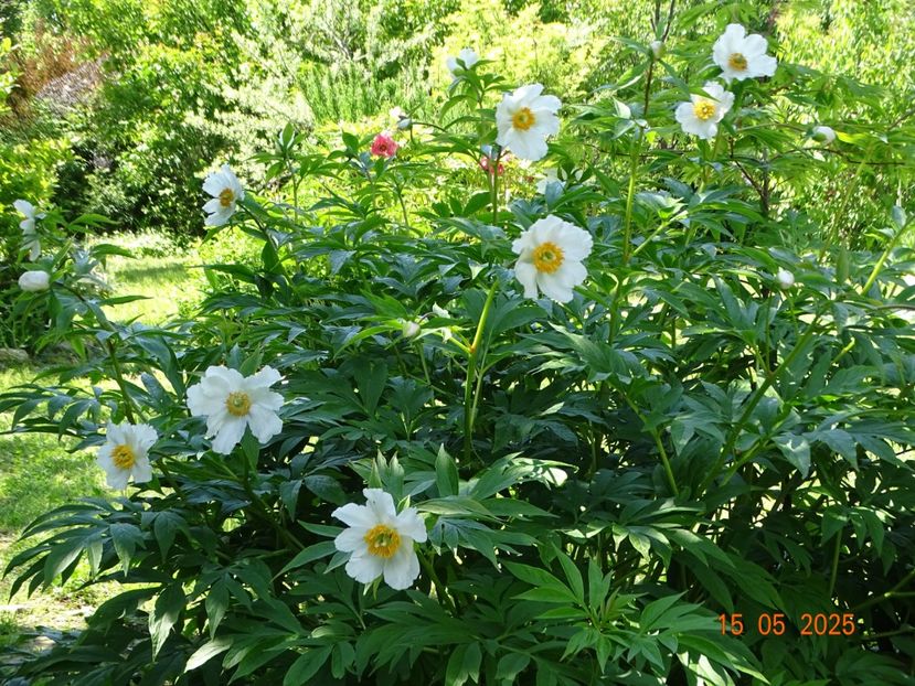 Early Windflower - Bujori 2025- 1