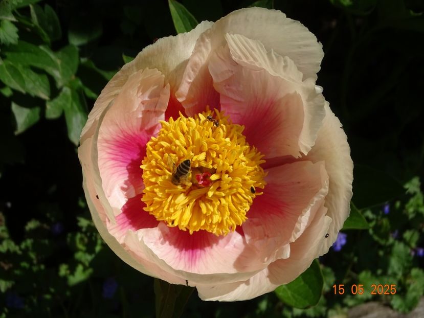 Athena - Bujori 2025- 1