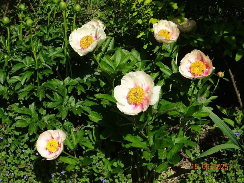 Athena - Bujori 2025- 1