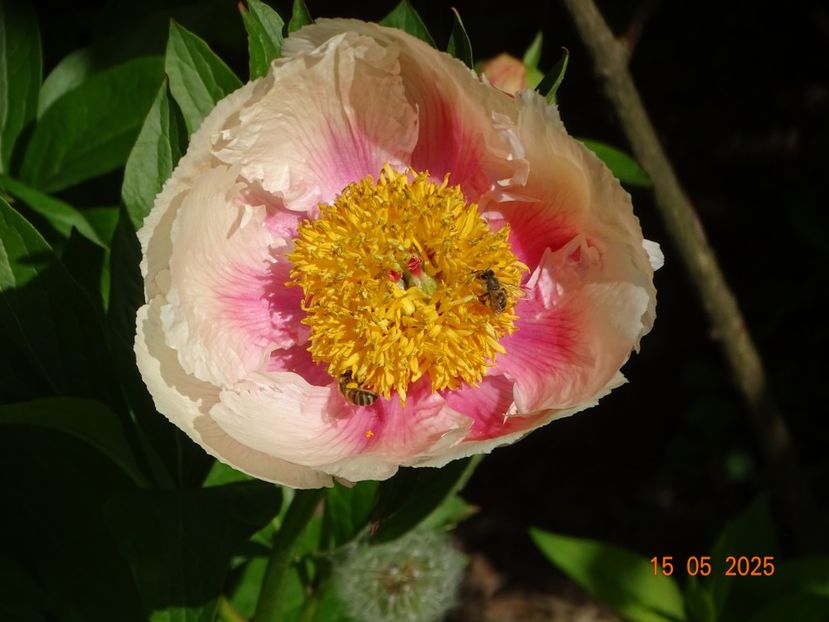 Athena - Bujori 2025- 1