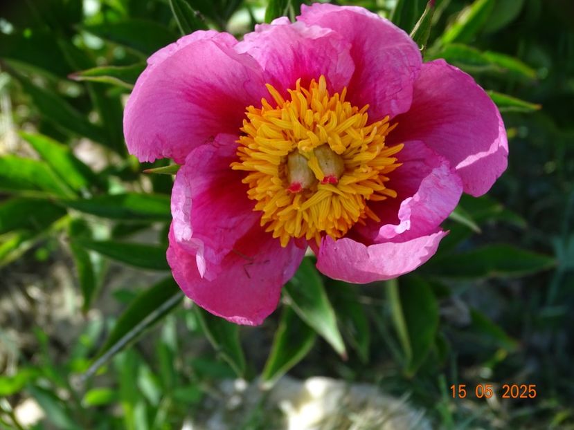 Firelight - Bujori 2025- 1