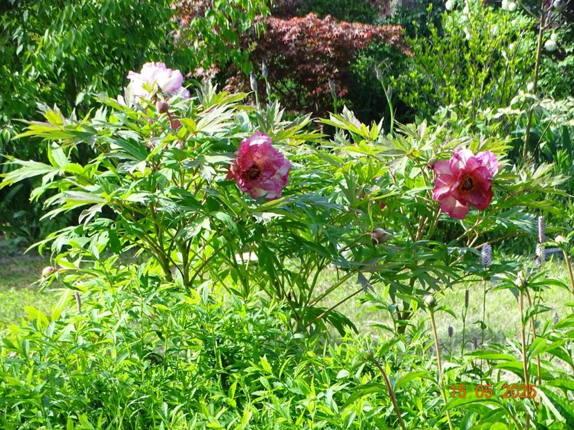 Renown - Bujori 2025- 1