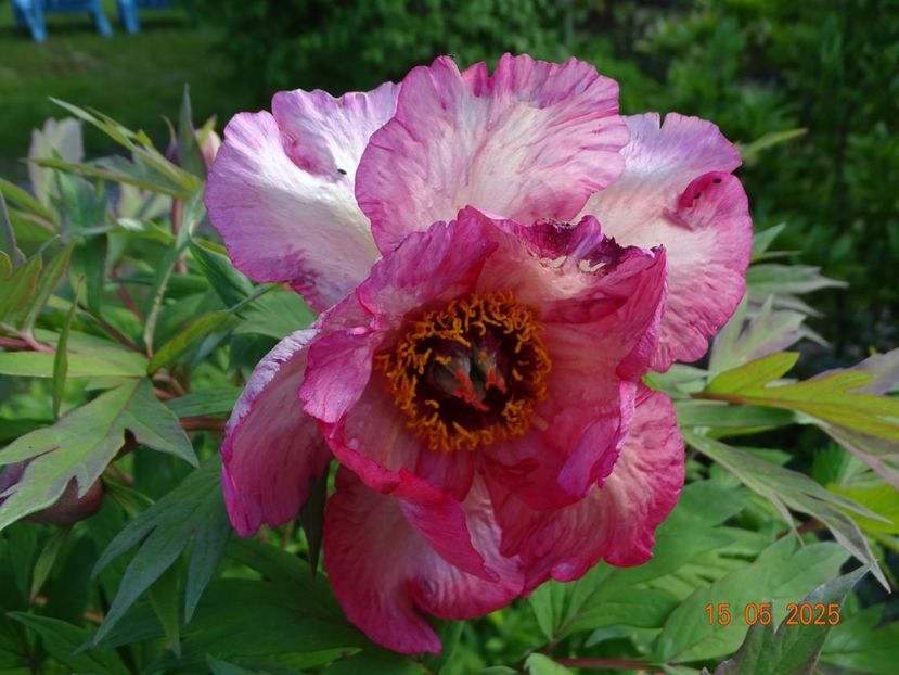 Renown - Bujori 2025- 1