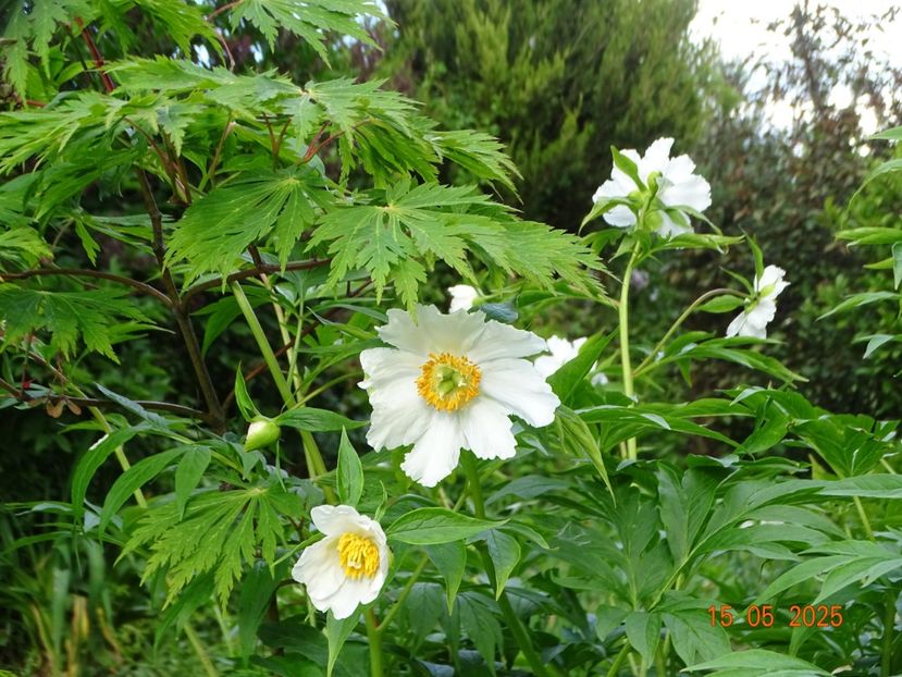 Early Windflower - Bujori 2025- Dobarland