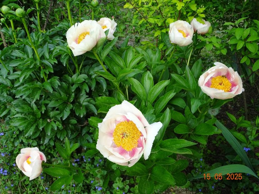 Athena - Bujori 2025- 1